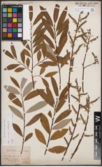 Foto von Salix cinerea L. x Salix eleagnos Scop.